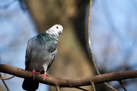 Bird on a branch Stock Photos