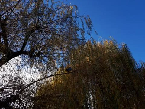 A bird on a branch Stock-Fotos