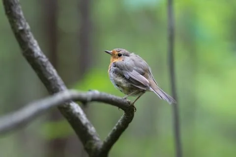 Bird on a branch Stock Photos