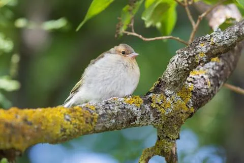 Bird on a branch Stock Photos