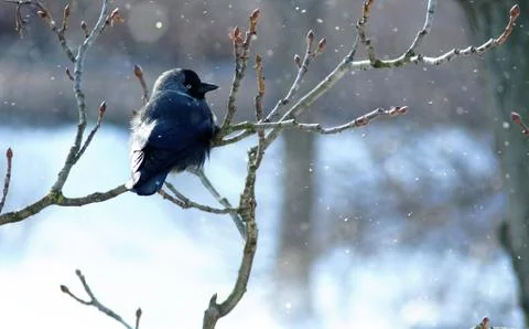 Bird on a branch Stock Photos