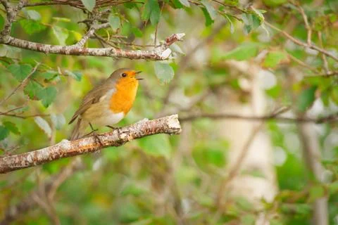 Bird on a branch Stock Photos