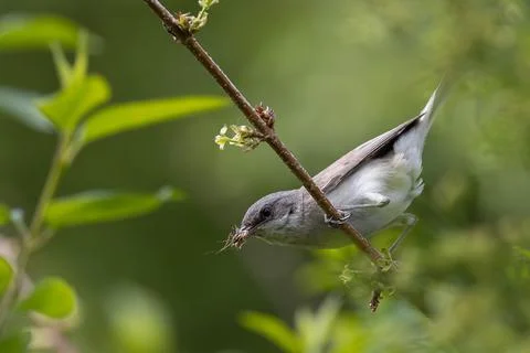 Bird on a branch Stock Photos