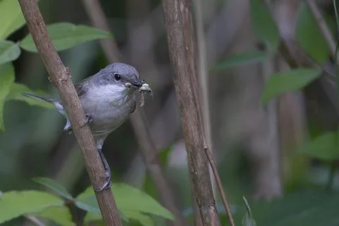Bird on a branch Stock Photos