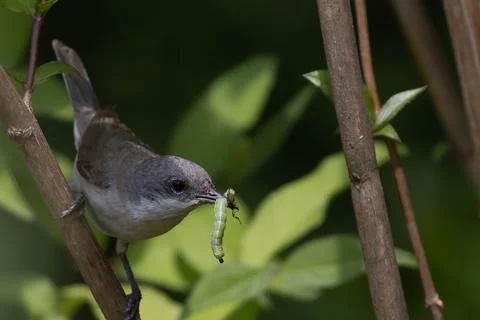 Bird on a branch Stock Photos