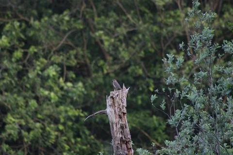 Bird on branch Stock Photos
