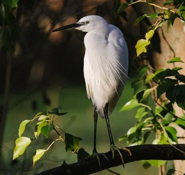 Bird on a branch Stock Photos