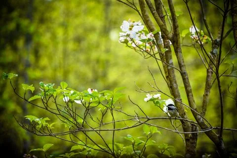 Bird Branch Stock Photos