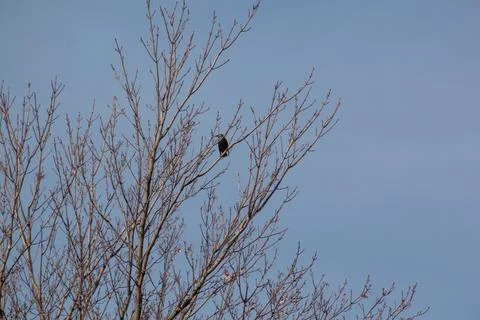 A bird on a branch Stock Photos