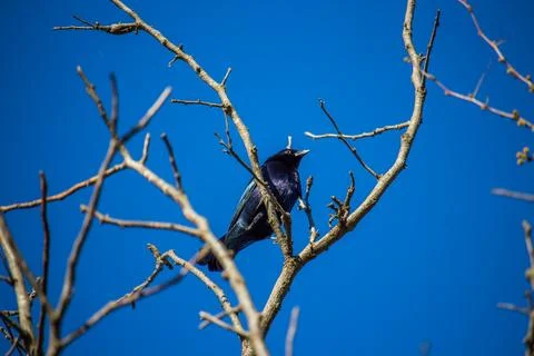 Bird on a branch 写真素材