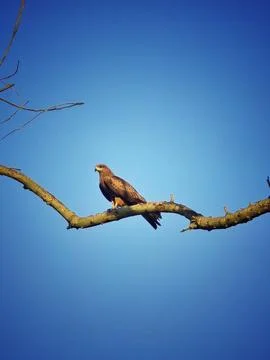Bird on the Branch Fotos de archivo