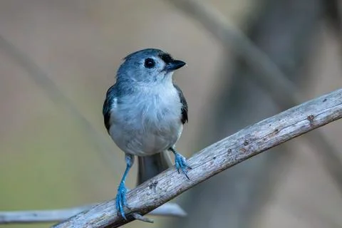 Bird on a Branch 库存照片