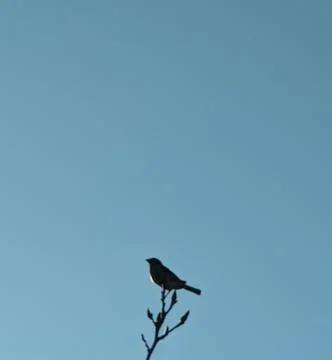 Bird On a Branch Stock Photos