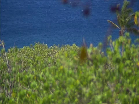 Bird on Branch (Rack from Ocean) Stock Footage 22243207