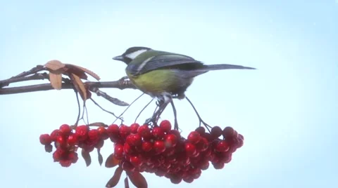Bird on a branch of rowan on a background the winter sky. Video stock 56625360