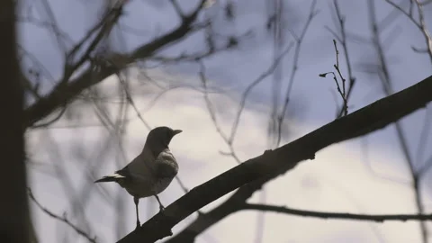 A bird on a branch shakes its tail, 4K slomo Stock Footage 237538609