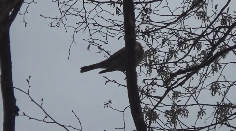 Bird on a branch, sky Stock Footage 49428953