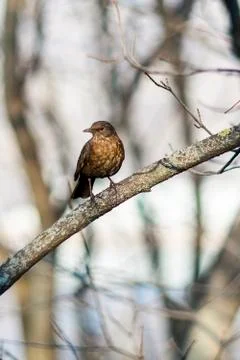 Bird on a branch in spring Stock Photos
