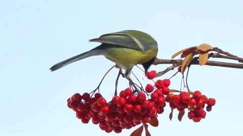 Bird on a branch. Tomtit. Titmouse pecks food. Stock-Footage 56772886