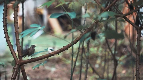 Bird on the branch of a tree Stock Footage 128142226