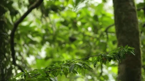 Bird on branch of tree 스톡 동영상 149123105