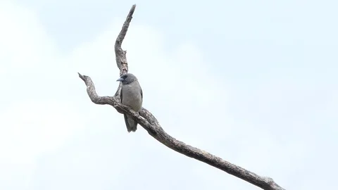 Bird on branch, white backgrounds. Stock Footage 82788887