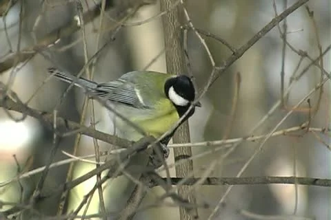 Bird on a branch in winter Stock Footage 22034000