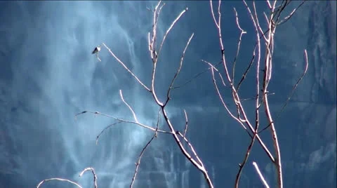 Bird on Branches In Front Of Misty Waterfall Stock Footage 24901424