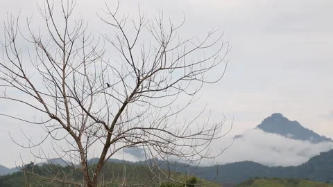Bird on Branches in the Morning Stock Footage 209795662