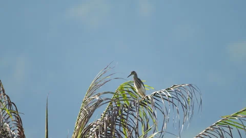 Bird on the branches of a palm tree Stock Footage 171034571