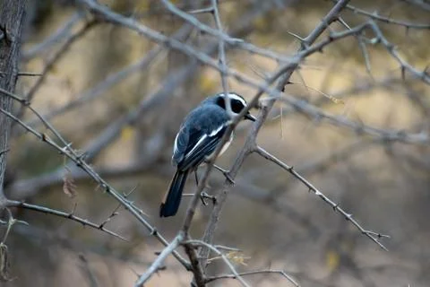 Bird on Branches Foto stock