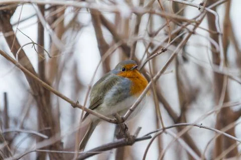 A bird on branches without leaves. The robin sits on the branches of the bush. Stock Photos