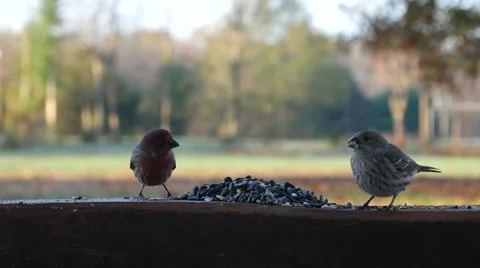 Bird Breakfast.mp4 Stock Footage 56858588