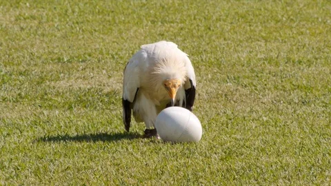 Bird breaking egg with stones 動画素材 92862164