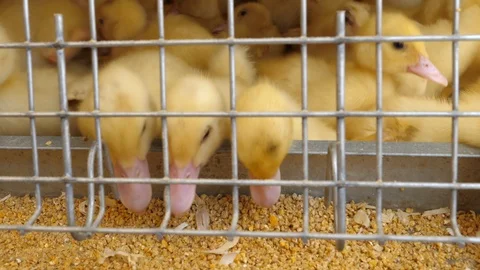 Bird breeding, caged ducklings Stock Footage 88579097