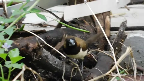 Bird Bringing Branch Video stock 237454111