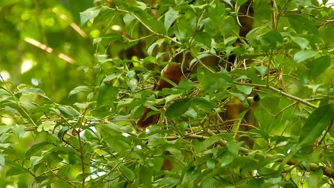 Bird on broadleaf tree exiting frame and returning in it Stock Footage 123557468