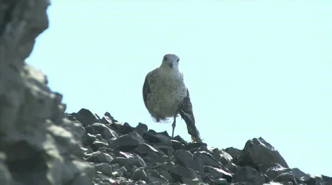 Bird with broken wing Stockbeeldmateriaal 571743