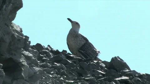 Bird with broken wing  스톡 동영상 571745