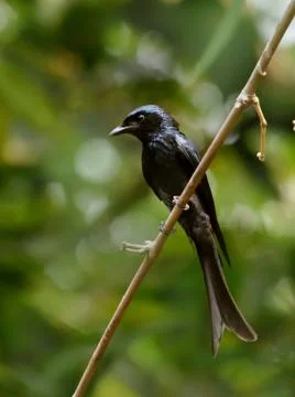 Bird Bronzed drongo Stock-Fotos