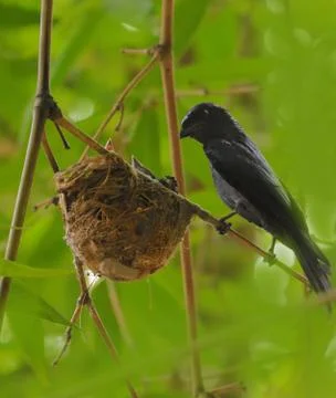 Bird Bronzed drongo Stock Photos