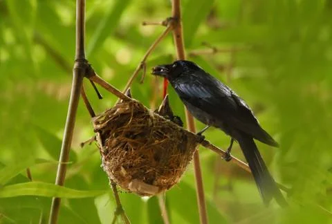 Bird Bronzed drongo Stock Photos