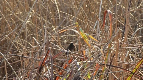 Bird in brown grass Stock Footage 84060887