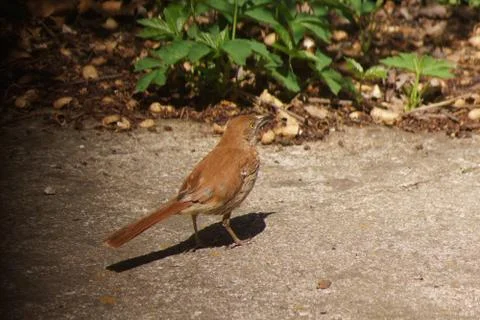 Bird-Brown-Thrasher-Back Stock Photos