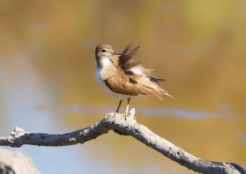 Bird on the brunch Stock Photos
