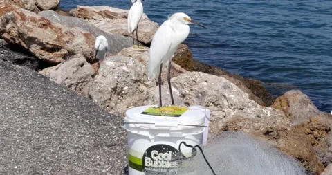 Bird on a Bucket Stock Footage 161035352
