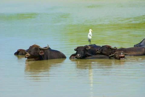 Bird on a buffalo Stock Photos