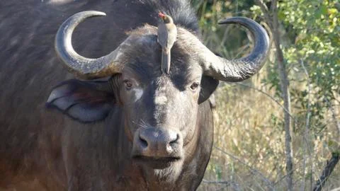 Bird on Buffalo's face Stock Photos