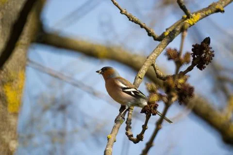 Bird with a bug in its beak Stock Photos