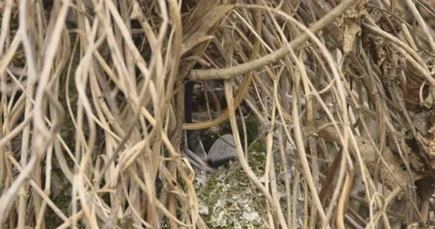 The bird is building a nest, close-up, 4K slomo Stock Footage 237683509